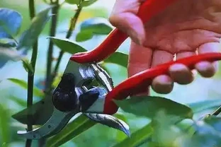 冬季玫瑰修剪方法詳解：促進健康生長的秘訣