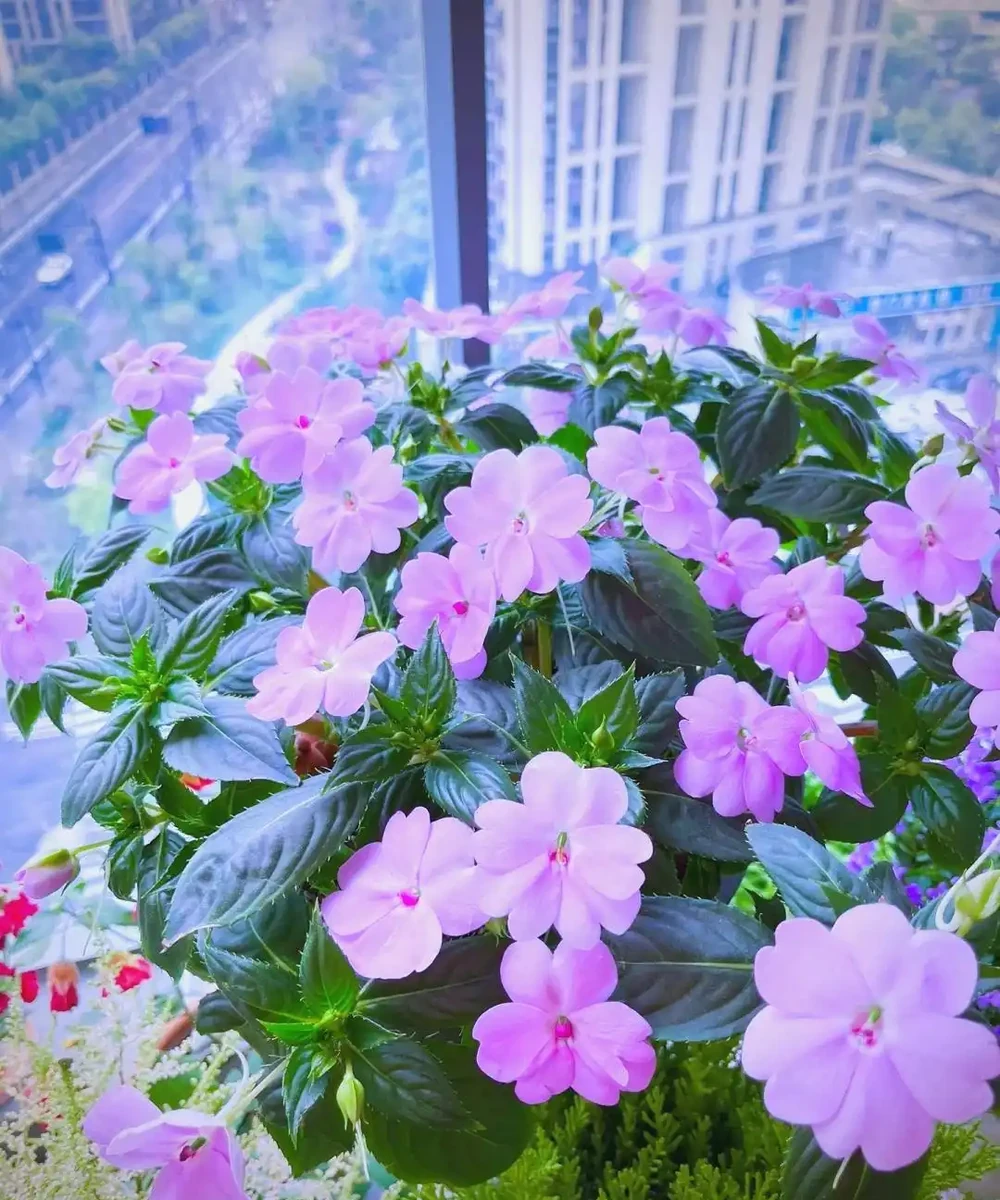 7種適合朝北陽臺的耐陰開花植物推薦