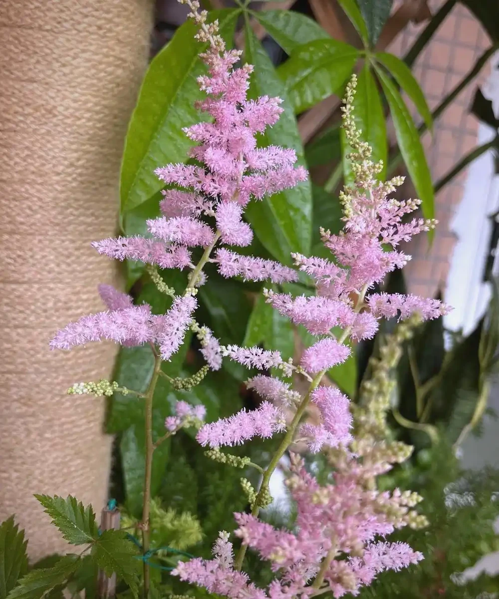 7種適合朝北陽臺的耐陰開花植物推薦