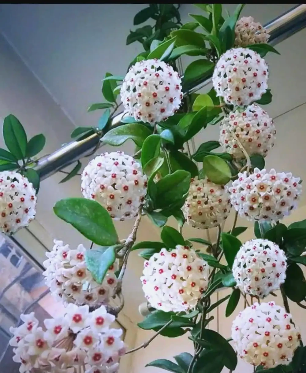 7種適合朝北陽臺的耐陰開花植物推薦
