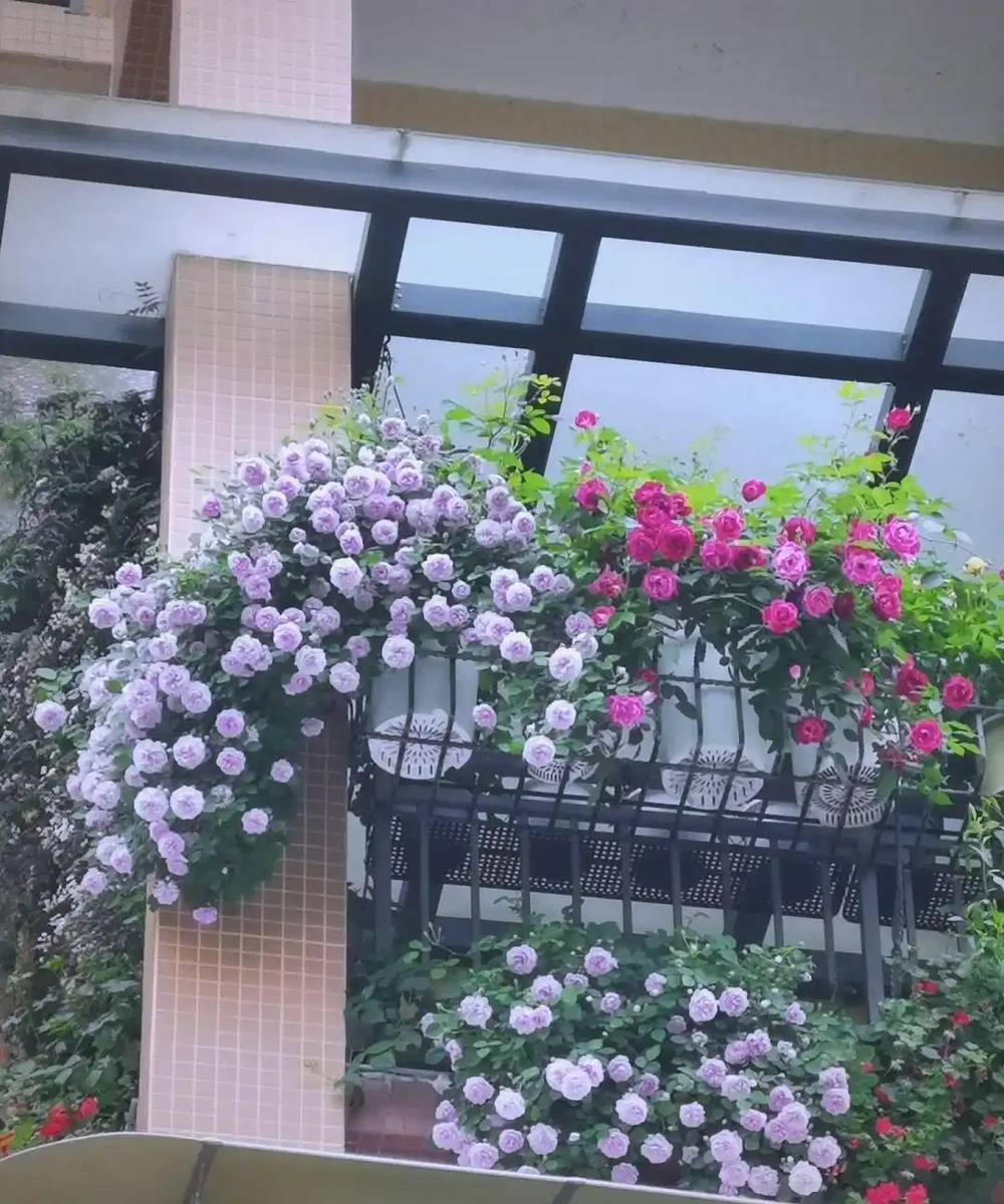 7種適合朝北陽臺的耐陰開花植物推薦