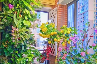 7種適合朝北陽臺的耐陰開花植物推薦