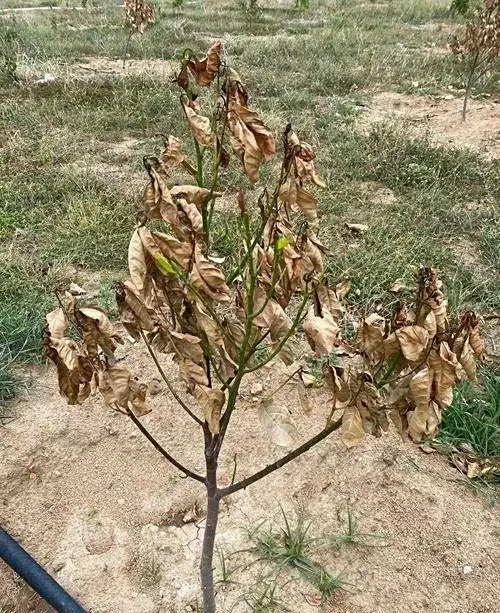 樹苗乾枯彆著急，這幾招幫你救活它！