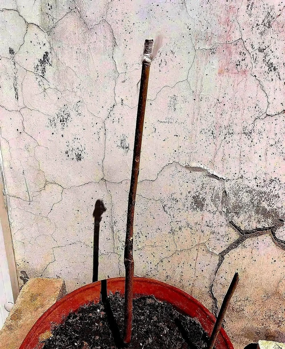 樹苗乾枯彆著急，這幾招幫你救活它！