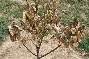 樹苗乾枯彆著急，這幾招幫你救活它！