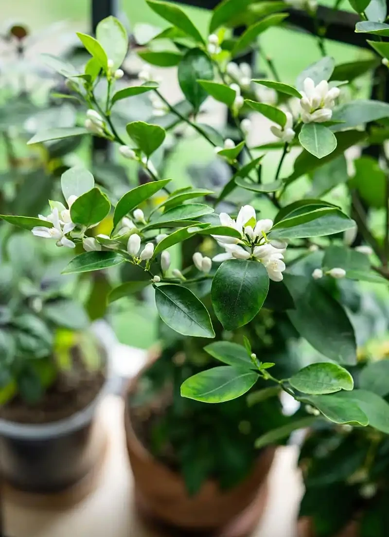 梔子花黃葉的解決辦法