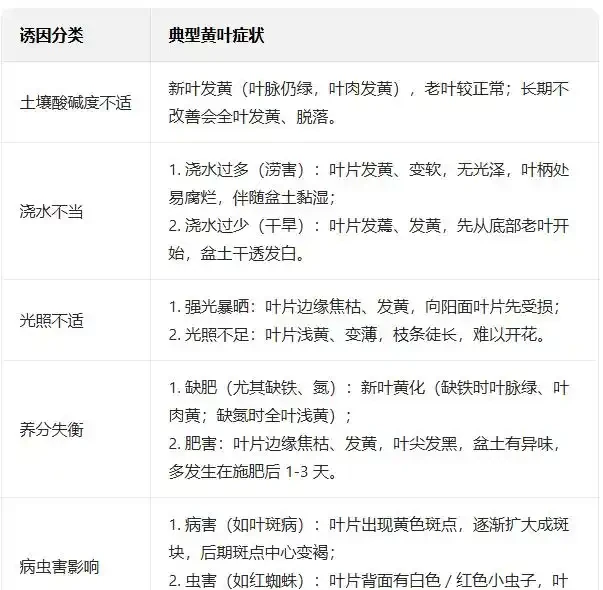 梔子花黃葉的解決辦法