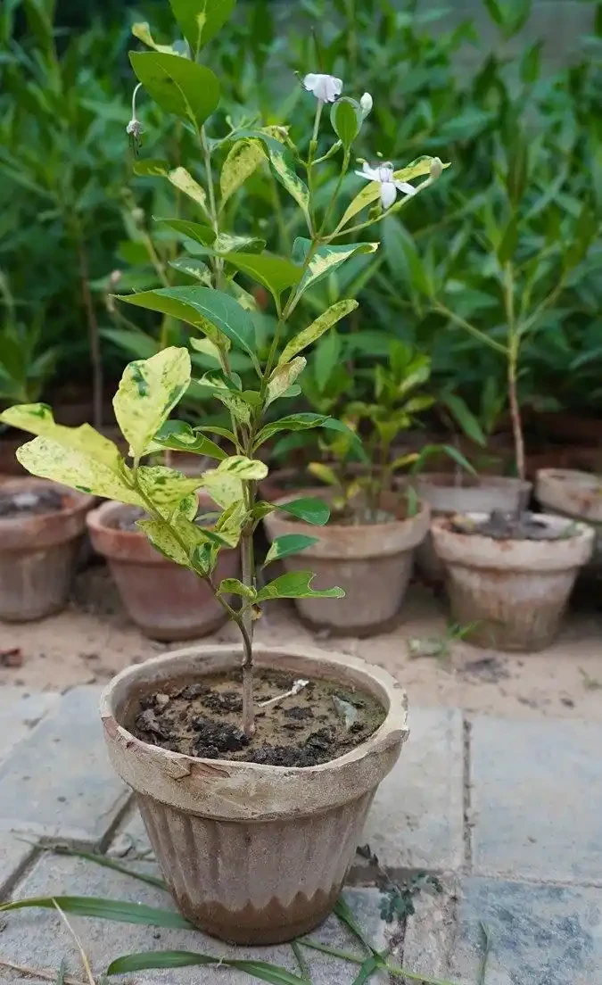 梔子花黃葉的解決辦法