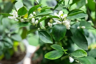 梔子花黃葉的解決辦法
