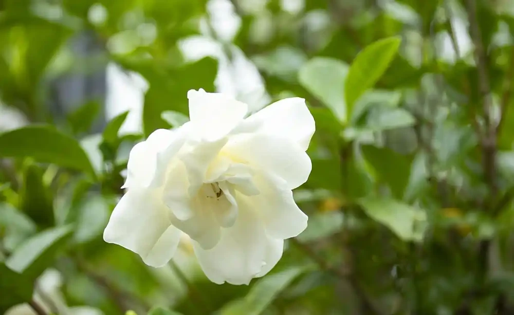 梔子花花骨朵發黃掉落是怎麼回事