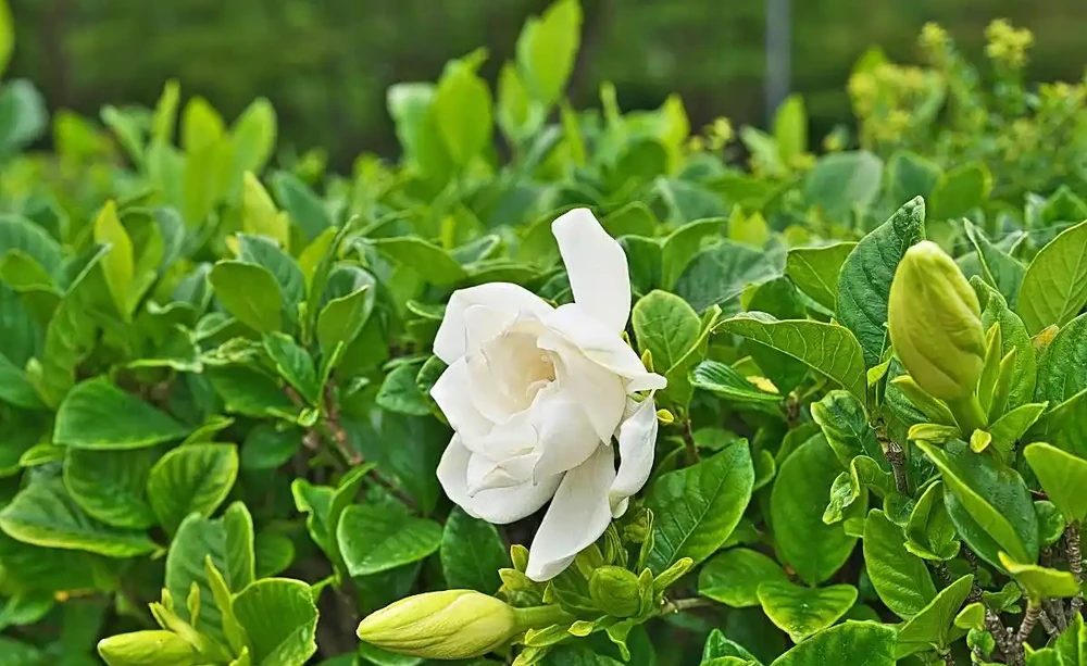 梔子花花骨朵發黃掉落是怎麼回事