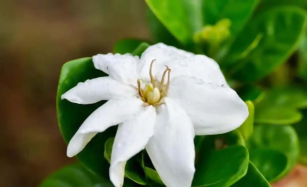 梔子花花骨朵發黃掉落是怎麼回事