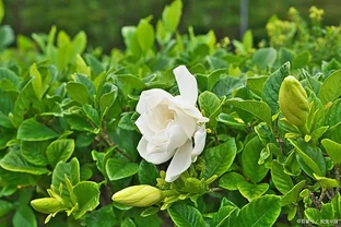 梔子花花骨朵發黃掉落是怎麼回事