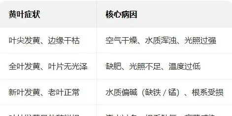 水耕萬年竹黃葉子怎麼辦