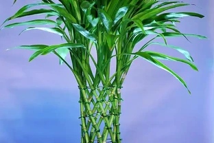 水耕萬年竹黃葉子怎麼辦