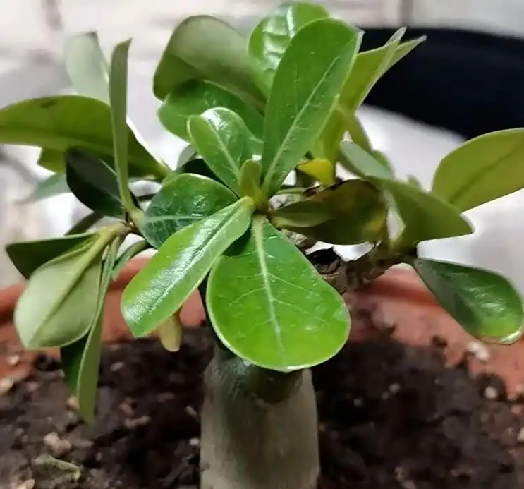 沙漠玫瑰喜歡酸性土壤還是鹼性土壤?老花匠揭秘 3 個微酸性配土配方,新手也能養出爆花株!