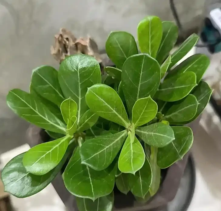 沙漠玫瑰喜歡酸性土壤還是鹼性土壤?老花匠揭秘 3 個微酸性配土配方,新手也能養出爆花株!