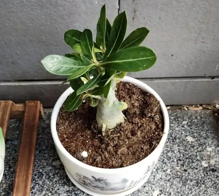 沙漠玫瑰喜歡酸性土壤還是鹼性土壤?老花匠揭秘 3 個微酸性配土配方,新手也能養出爆花株!