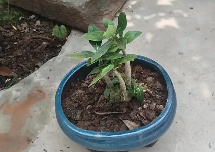 沙漠玫瑰喜歡酸性土壤還是鹼性土壤?老花匠揭秘 3 個微酸性配土配方,新手也能養出爆花株!