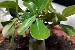 沙漠玫瑰喜歡酸性土壤還是鹼性土壤？老花匠揭秘 3 個微酸性配土配方，新手也能養出爆花株！