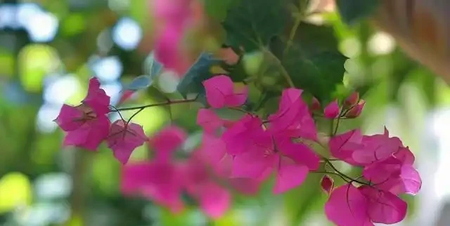 九重葛葉子卷邊發蔫 可能是這個原因造成的