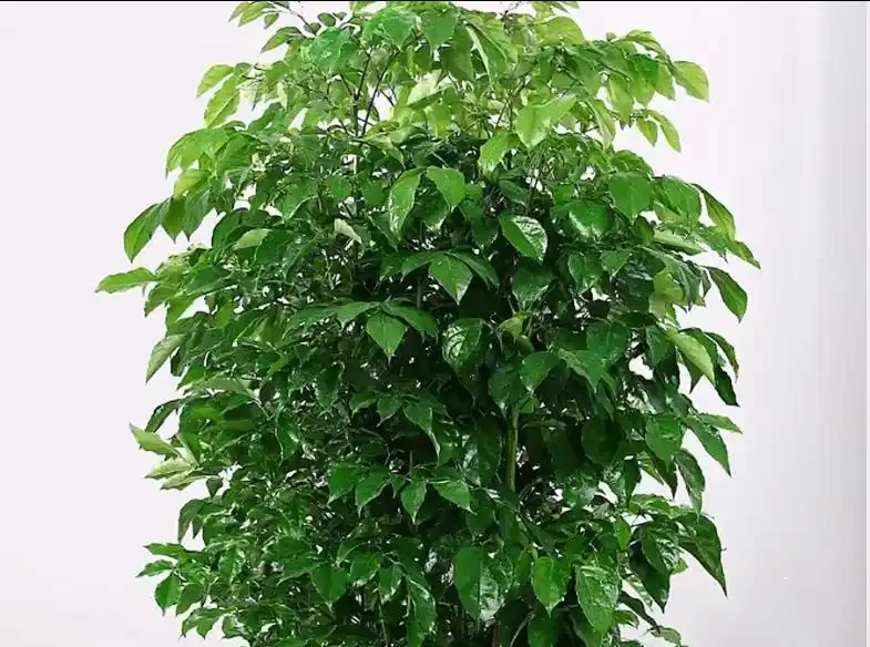 幸福樹黃葉脫落該怎麼辦?做好這5點,葉片恢復如初