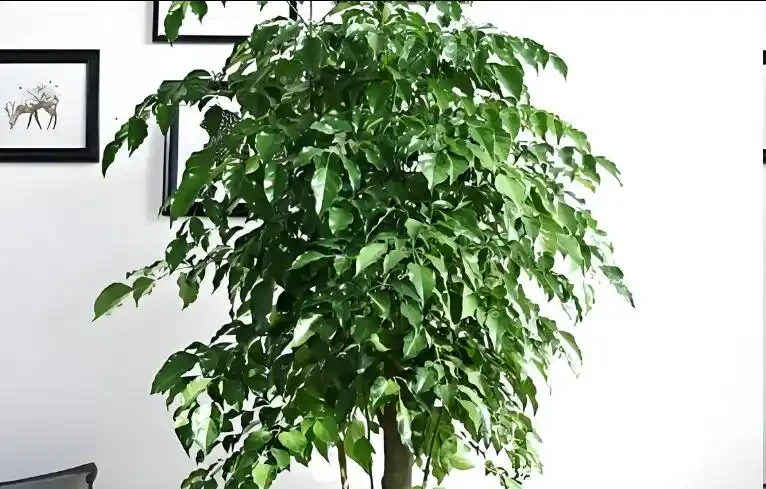 幸福樹黃葉脫落該怎麼辦?做好這5點,葉片恢復如初
