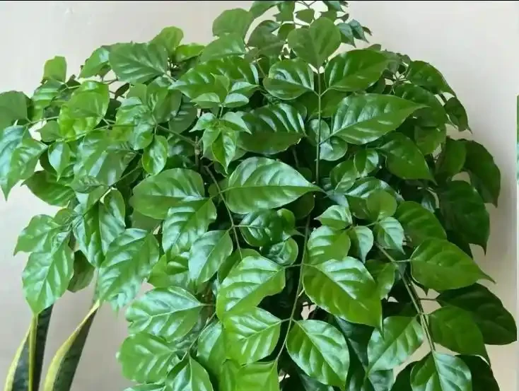 幸福樹黃葉脫落該怎麼辦?做好這5點,葉片恢復如初