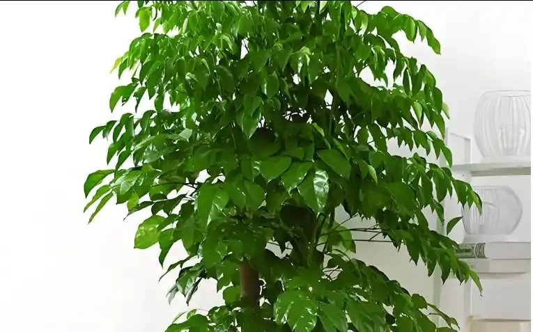 幸福樹黃葉脫落該怎麼辦?做好這5點,葉片恢復如初