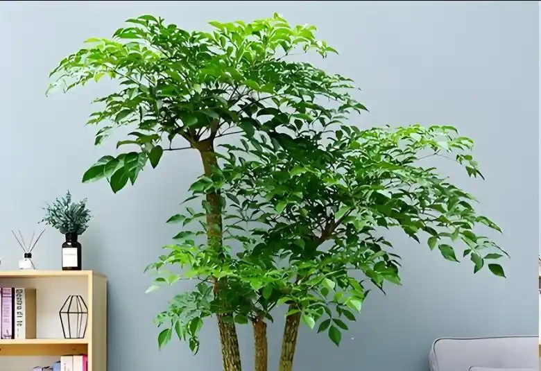 幸福樹黃葉脫落該怎麼辦?做好這5點,葉片恢復如初