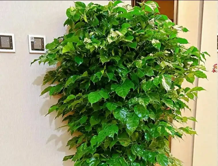 幸福樹黃葉脫落該怎麼辦?做好這5點,葉片恢復如初
