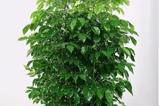 幸福樹黃葉脫落該怎麼辦？做好這5點，葉片恢復如初