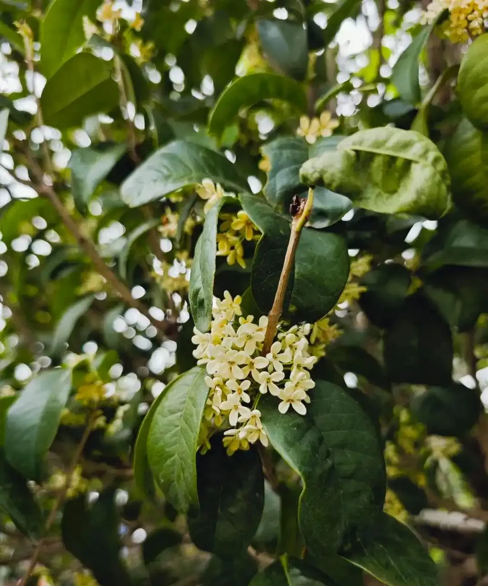 木樨(木樨)養護不完全指南