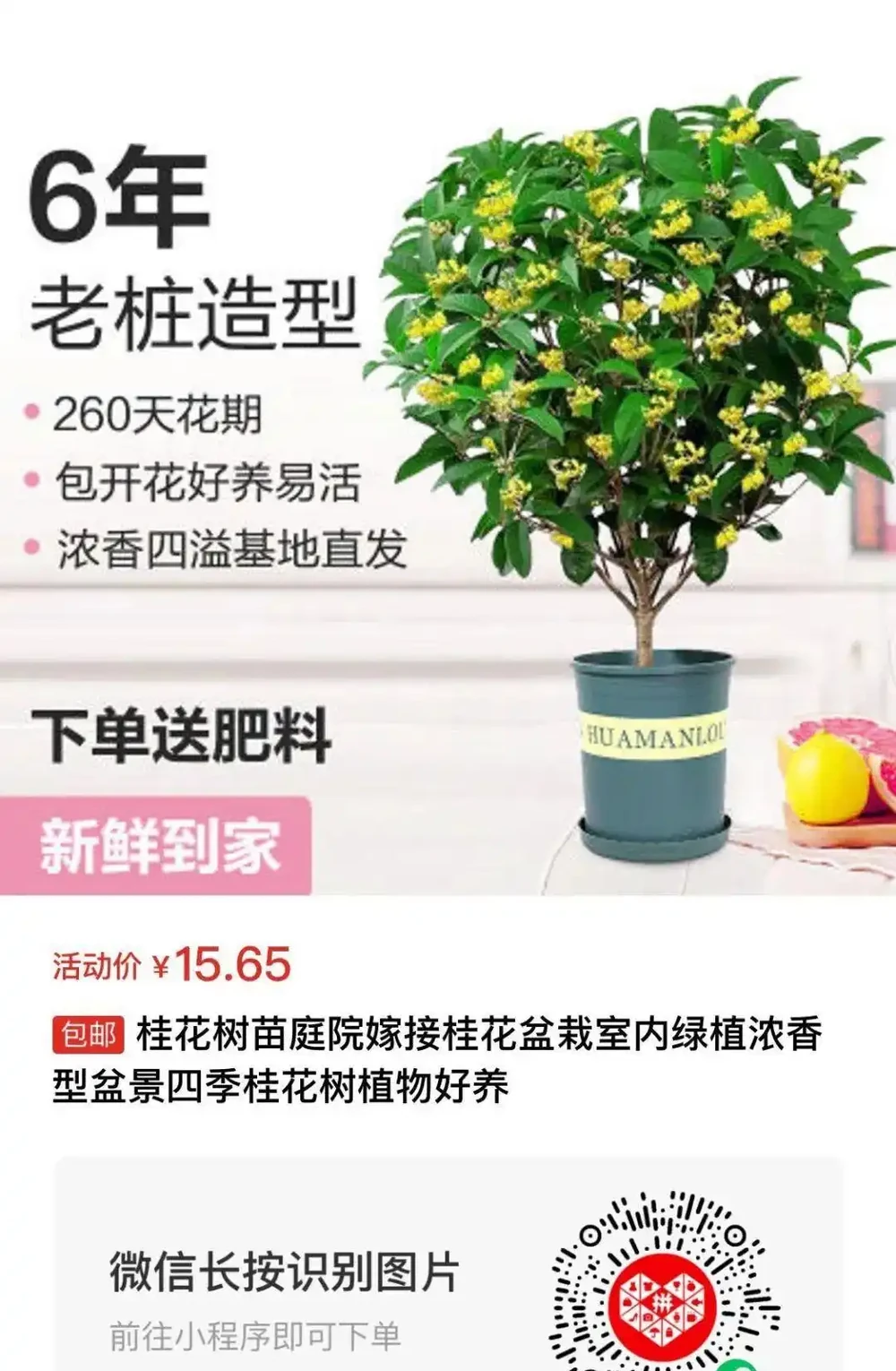 木樨(木樨)養護不完全指南