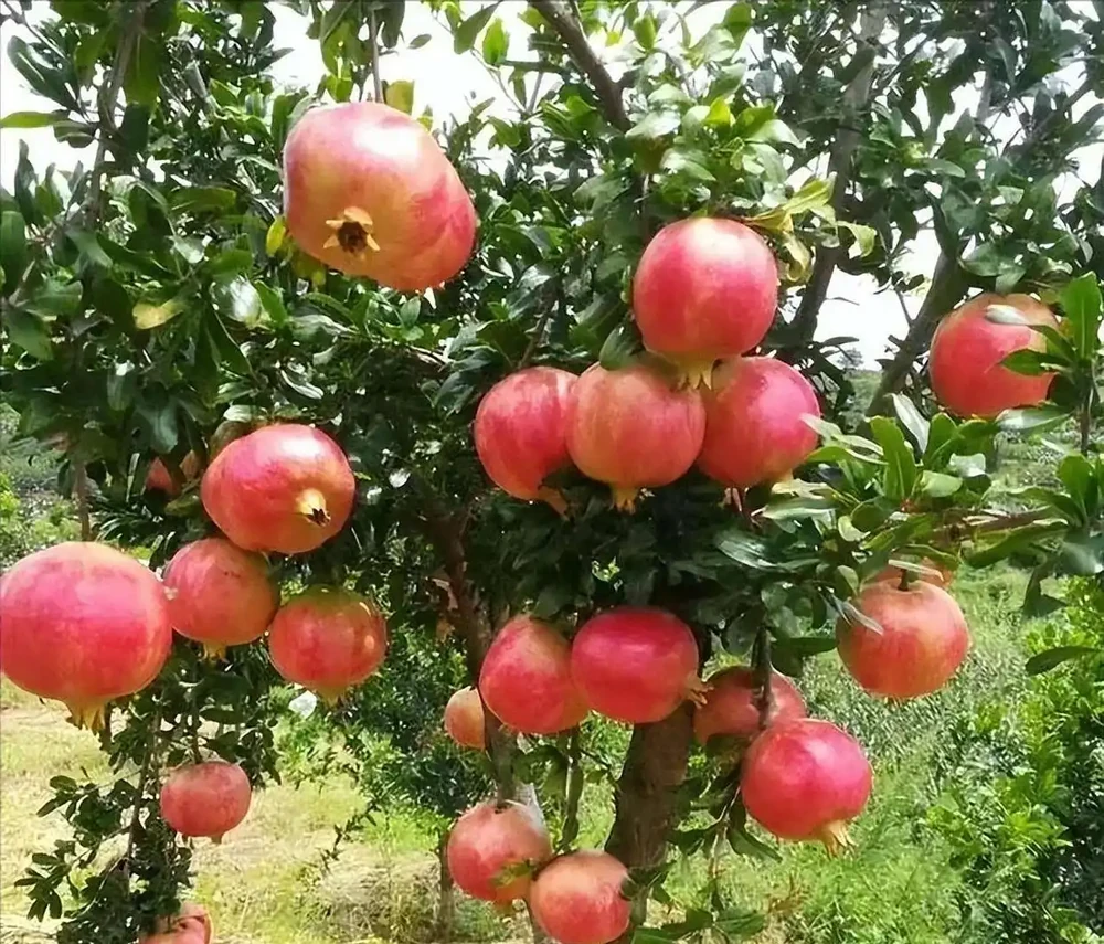 安石榴樹