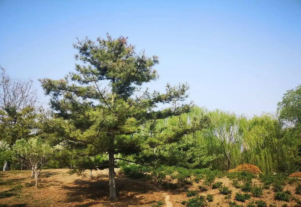 華山松