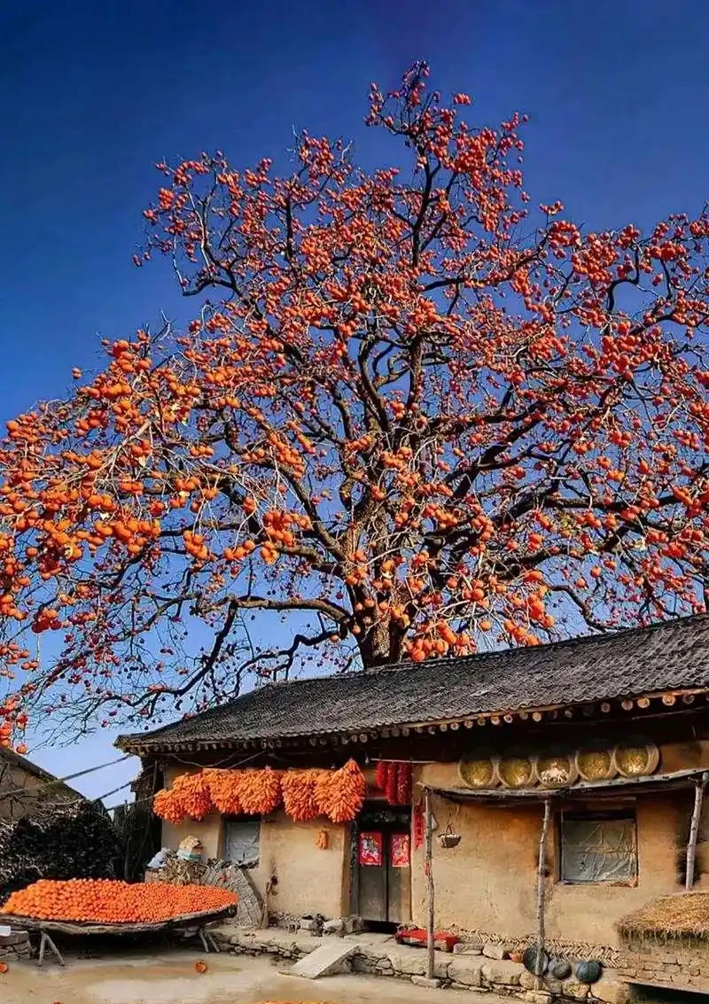 柿子樹