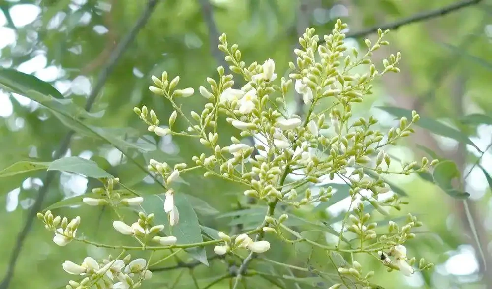 國槐