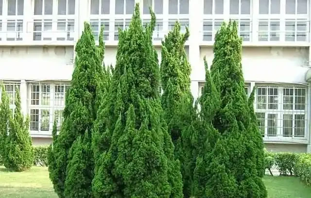 龍柏