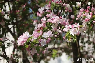 為北方小院選棵樹？這份「硬核」指南請收好！好看又好養！