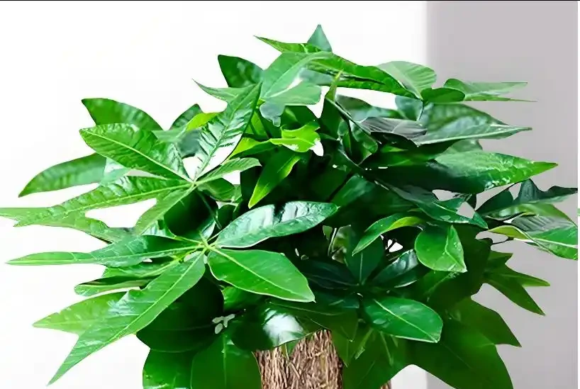 發財樹黃葉怎麼處理?教你急救3步法!7天覆綠