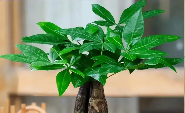 發財樹黃葉怎麼處理?教你急救3步法!7天覆綠