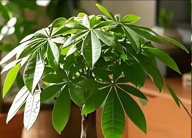 發財樹黃葉怎麼處理?教你急救3步法!7天覆綠