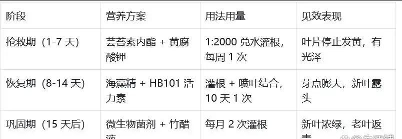 發財樹黃葉怎麼處理?教你急救3步法!7天覆綠