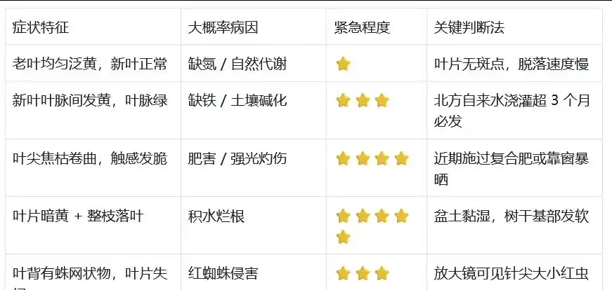 發財樹黃葉怎麼處理?教你急救3步法!7天覆綠