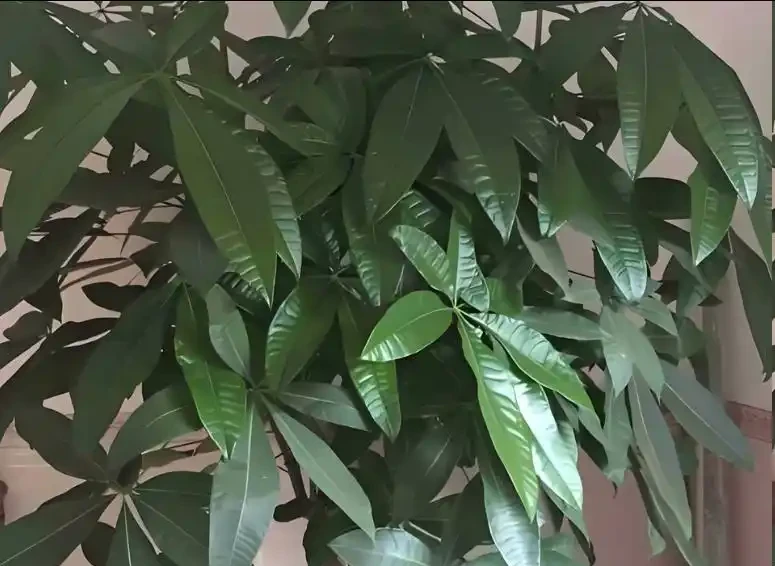 發財樹黃葉怎麼處理?教你急救3步法!7天覆綠