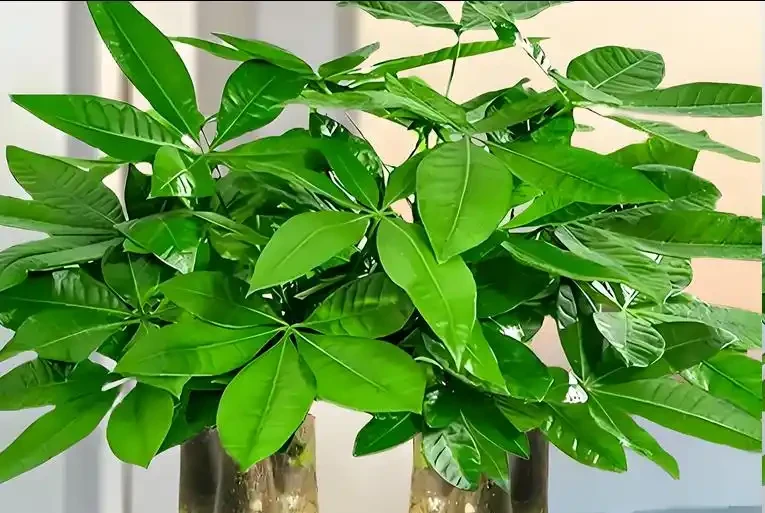 發財樹黃葉怎麼處理?教你急救3步法!7天覆綠