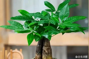 發財樹黃葉怎麼處理？教你急救3步法！7天覆綠