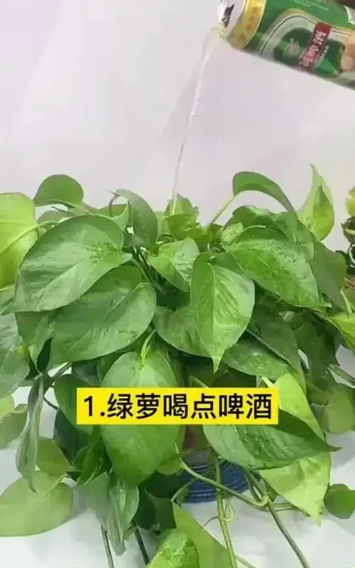入秋後給黃金葛喂點 「它」,年後花開不斷,葉子綠油油,新芽串不停
