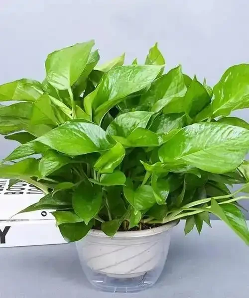 入秋後給黃金葛喂點 「它」,年後花開不斷,葉子綠油油,新芽串不停